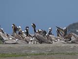 Elkhorn Slough 015